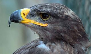 Vogelpark Schotten Vogelpark Schotten