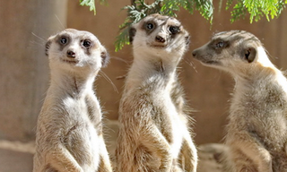 News aus dem Vogelpark News aus dem Vogelpark